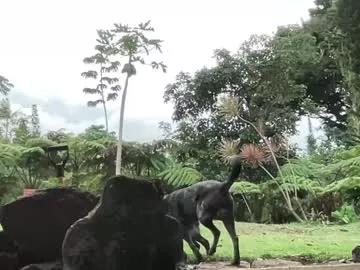 kaileeshy on Chaturbate